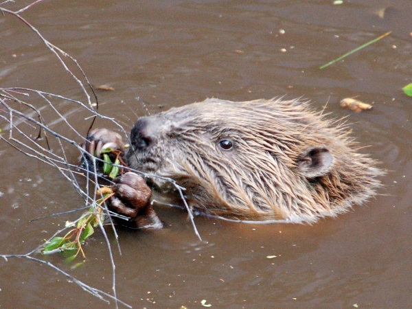 Beaver colony granted right to stay in Devon - Green World