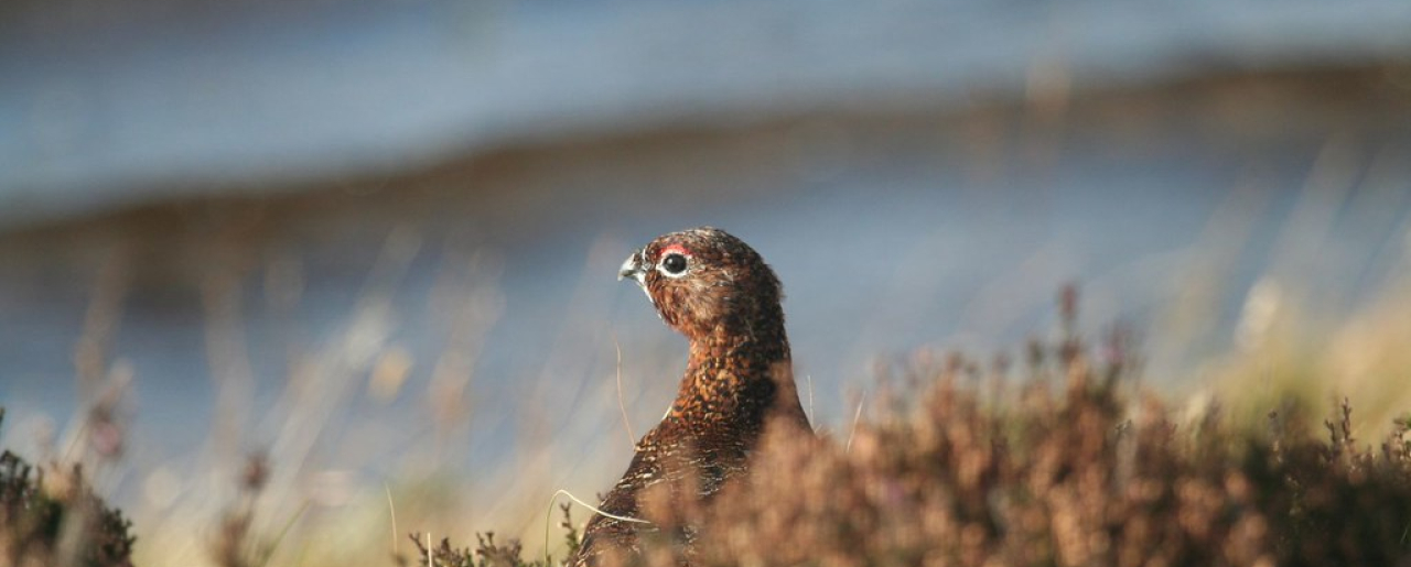 A red grouse on the moor.