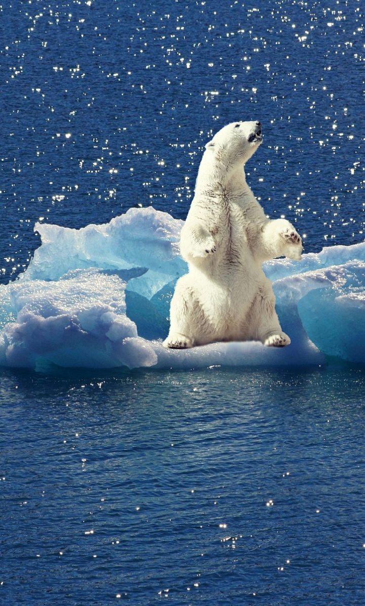 Polar bear on melting ice cap