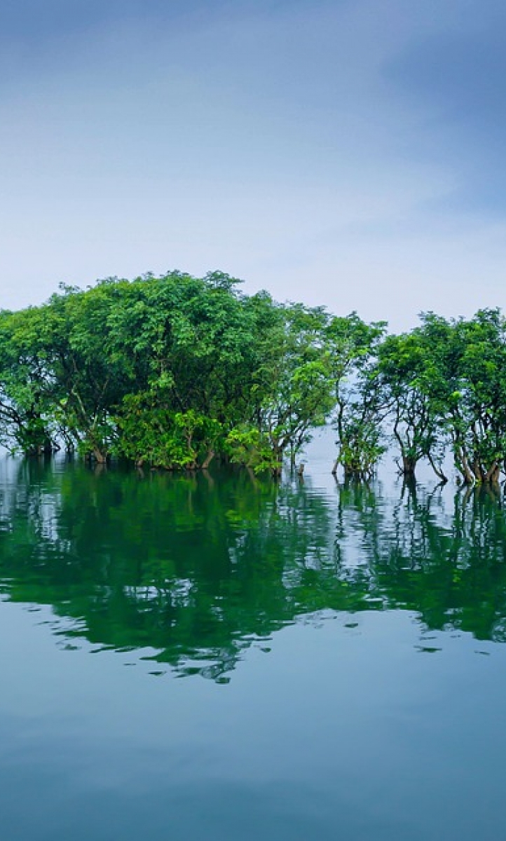 Submerged tree in Bangladesh