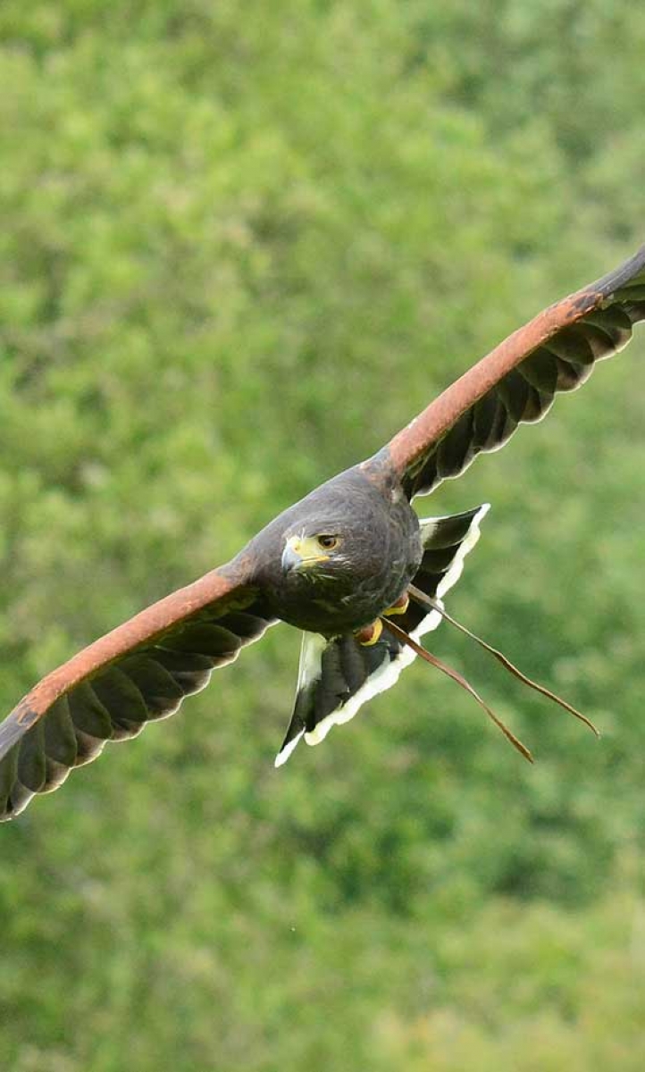 An image of a Harris hawk