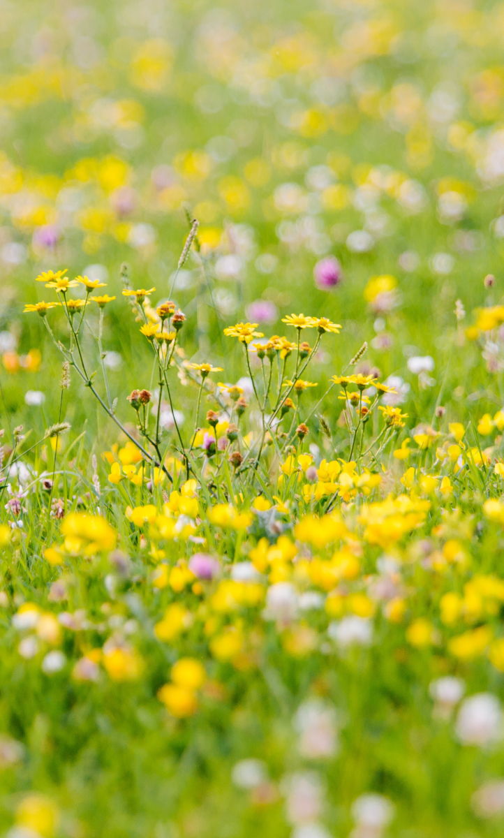 Lawn wild flowers Wales