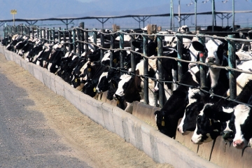 A large scale dairy farm