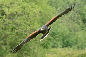 An image of a Harris hawk