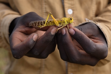 Locust on the palm of a hand.