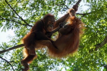 Orangutans 