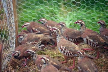 Game birds behind a fence