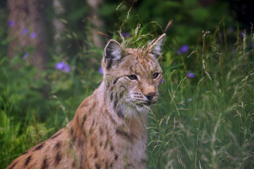 Rewilding the lynx